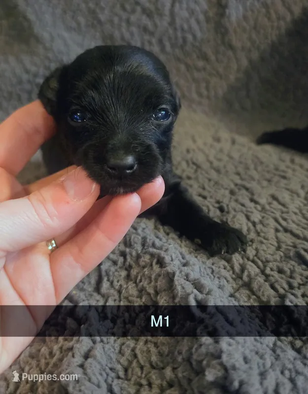 Chip, a male Yorkipoo for sale in London, KY – Photo 1 of 4