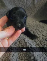 Chip, a male Yorkipoo for sale in London, KY – Photo 1 of 4