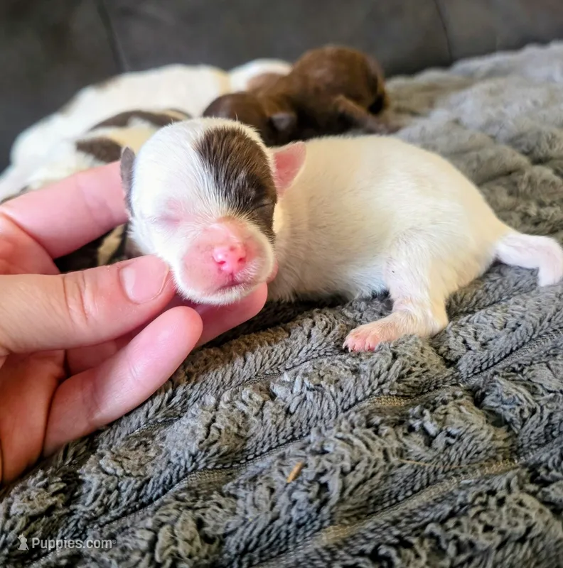 Quent – Yorkipoo puppy for sale in London, KY