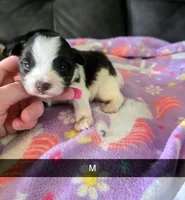 Kobi, a male Yorkipoo for sale in London, KY – 1 of 3