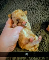 Bessi, a female Poodle - Miniature  for sale in London, KY – Photo 2 of 5