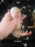 Bessi, a female Poodle - Miniature  for sale in London, KY – Photo 4 of 5