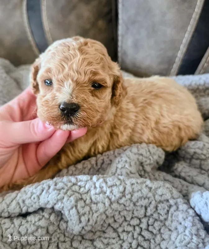 Bessi – Poodle - Miniature  puppy for sale in London, KY