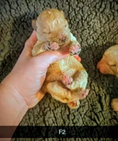 Bessi, a female Poodle - Miniature  for sale in London, KY – Photo 3 of 5