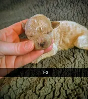 Bessi, a female Poodle - Miniature  for sale in London, KY – Photo 1 of 5