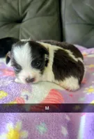 Kobi, a male Yorkipoo for sale in London, KY – 3 of 3