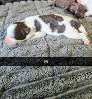 Quincy, a male Yorkipoo for sale in London, KY – 2 of 2