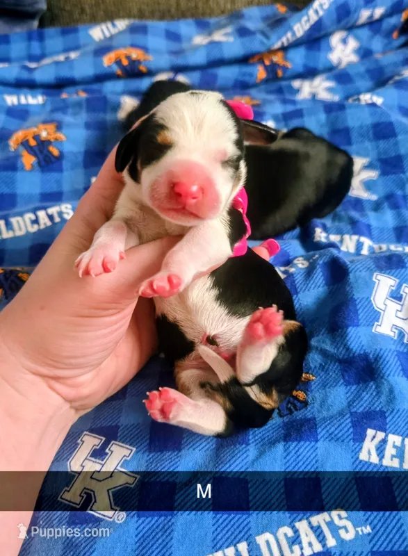 Ivan, a male Miniature Dachshund for sale in London, KY – 1 of 2