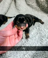 Opal, a female Miniature Dachshund for sale in London, KY – 2 of 2