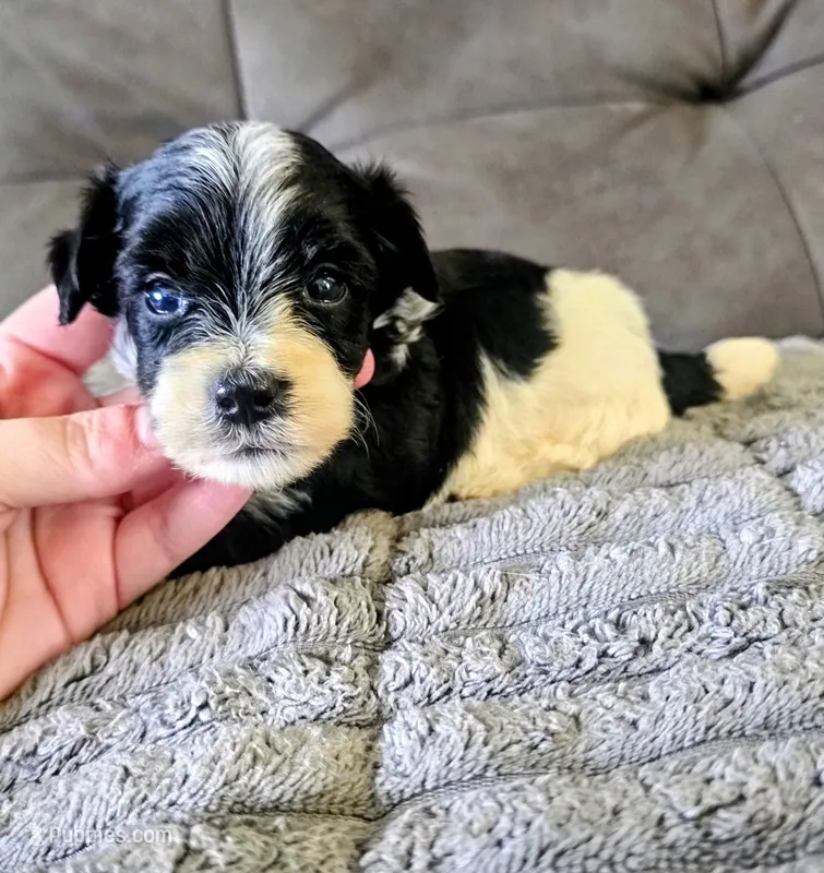 Mickey – Yorkshire Terrier puppy for sale in London, KY