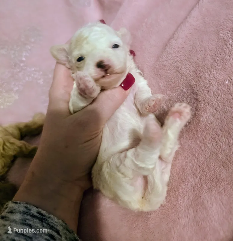 Skye – Poodle - Miniature  puppy for sale in London, KY