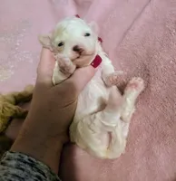 Skye, a female Poodle - Miniature  for sale in London, KY – 1 of 3
