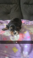 Konrad, a male Yorkipoo for sale in London, KY – 2 of 3