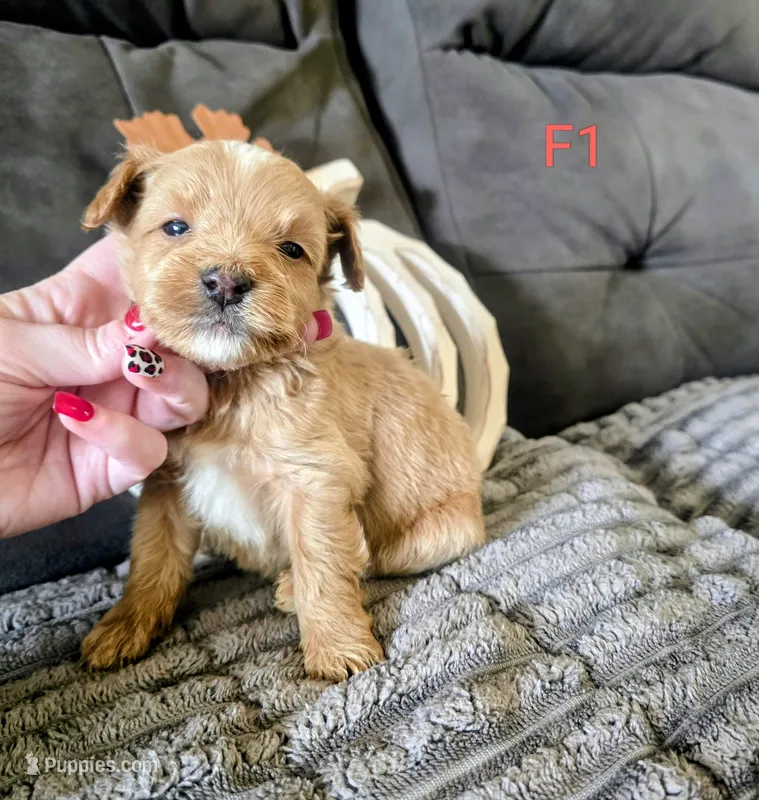 Ursula – Yorkipoo puppy for sale in London, KY