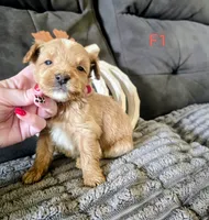 Ursula, a female Yorkipoo for sale in London, KY – 1 of 2