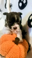 Percy, a male Yorkshire Terrier for sale in London, KY – 3 of 4
