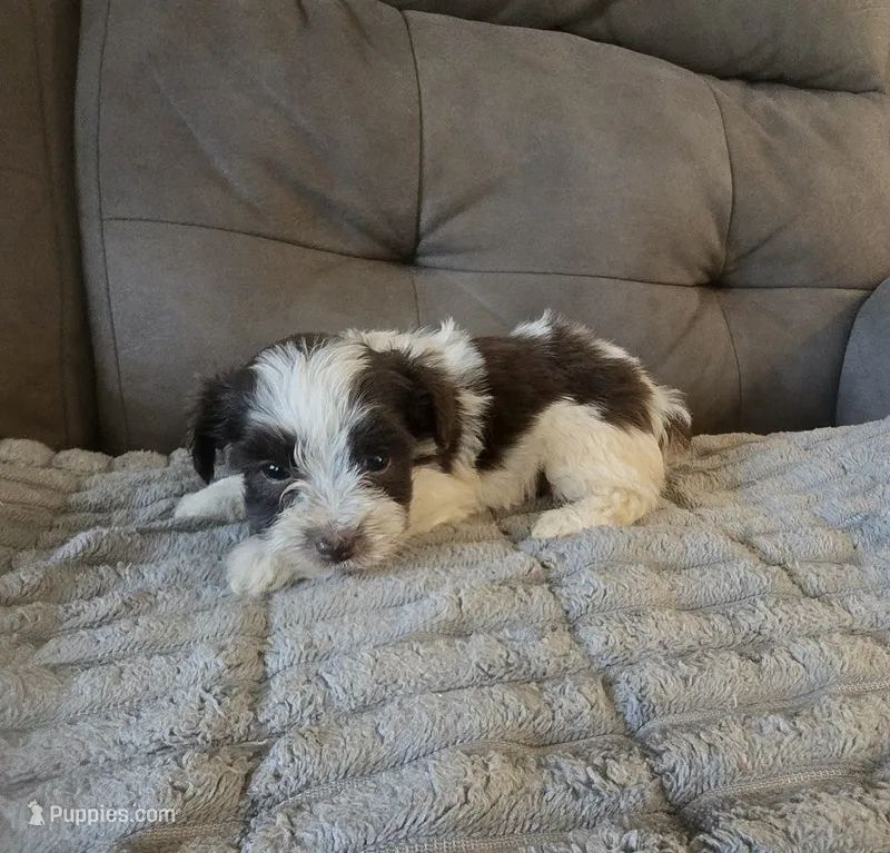 Kobi – Yorkipoo puppy for sale in London, KY