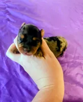 Jimi, a female Yorkshire Terrier for sale in London, KY – 3 of 3