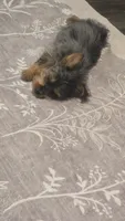 Remi, a female Yorkshire Terrier for sale in London, KY – 2 of 2
