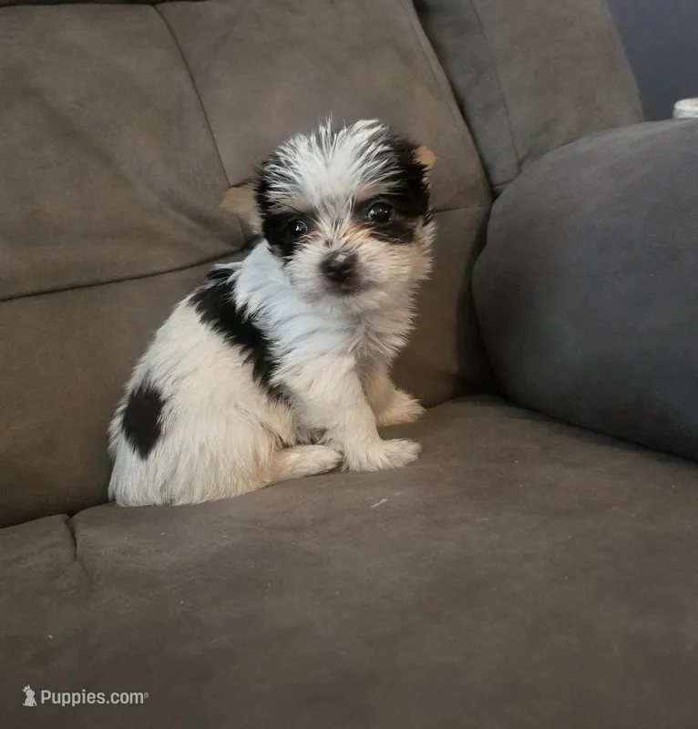 Fiona  – Yorkshire Terrier puppy for sale in London, KY
