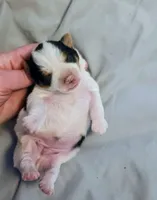 Fiona , a female Yorkshire Terrier for sale in London, KY – Photo 2 of 3