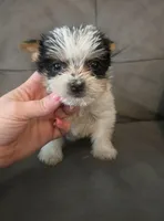 Fiona , a female Yorkshire Terrier for sale in London, KY – 2 of 8
