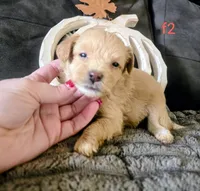 Ulani, a female Yorkipoo for sale in London, KY – 2 of 2
