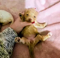 Sadie, a female Poodle - Miniature  for sale in London, KY – 3 of 3