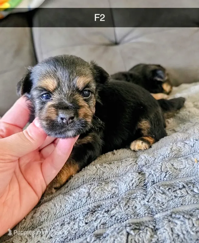 Nola – Yorkshire Terrier puppy for sale in London, KY
