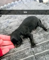 Chief , a male Yorkipoo for sale in London, KY – Photo 4 of 4