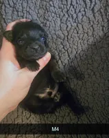 Chief , a male Yorkipoo for sale in London, KY – Photo 2 of 4