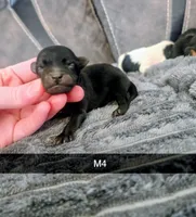 Chief , a male Yorkipoo for sale in London, KY – Photo 3 of 4