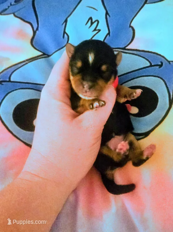 Jaycie – Yorkshire Terrier puppy for sale in London, KY