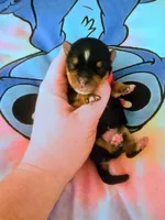 Jaycie, a female Yorkshire Terrier for sale in London, KY – 1 of 2