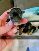 Nola, a female Yorkshire Terrier for sale in London, KY – 2 of 2
