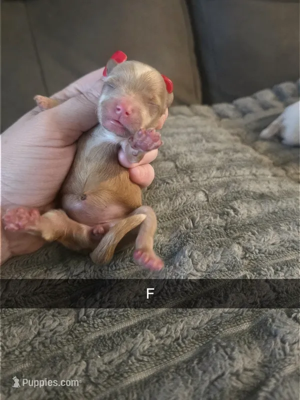 Mabel – Yorkshire Terrier puppy for sale in London, KY