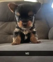 Leo, a male Yorkshire Terrier for sale in London, KY – 3 of 3