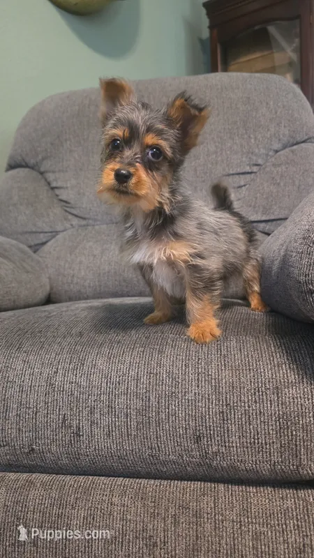 Remi – Yorkshire Terrier puppy for sale in London, KY