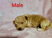 Sam, a male Poodle - Miniature  for sale in London, KY – 2 of 3