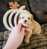 Umi, a female Yorkipoo for sale in London, KY – 2 of 3