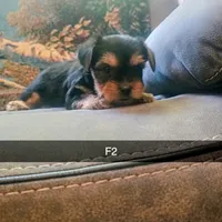 Harper, a female Yorkshire Terrier for sale in London, KY – 2 of 6