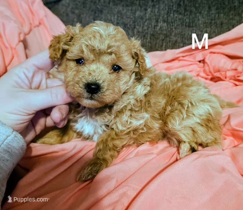 Sam – Poodle - Miniature  puppy for sale in London, KY