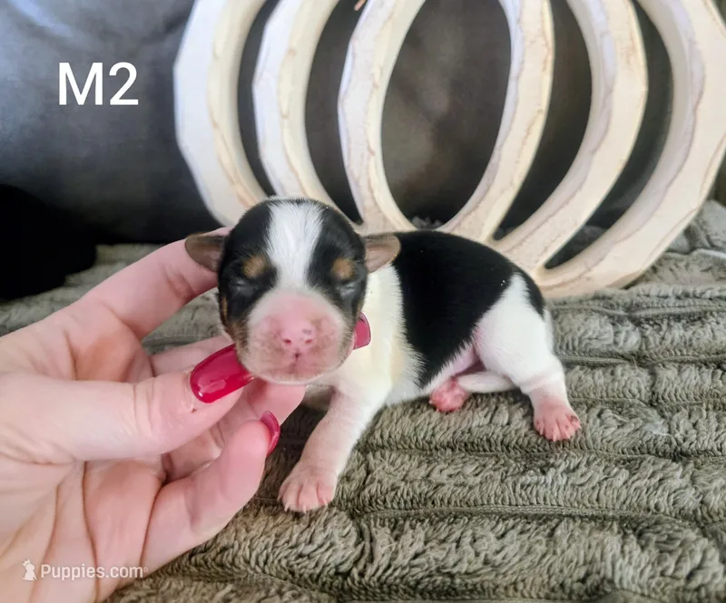 Toby  – Yorkshire Terrier puppy for sale in London, KY