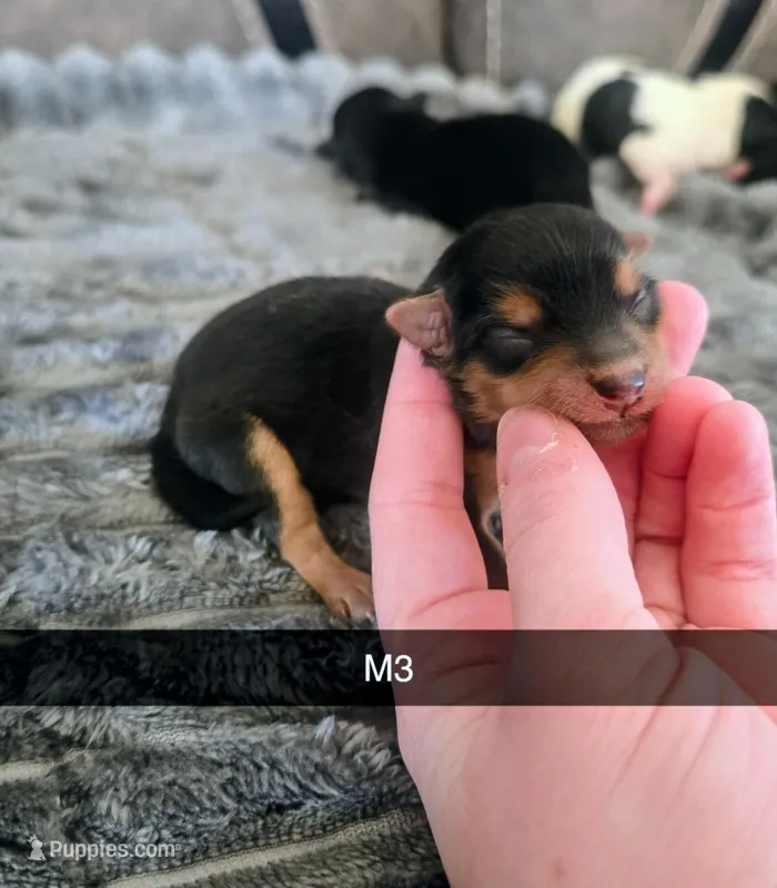 Cash, a male Yorkipoo for sale in London, KY – Photo 1 of 2