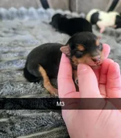 Cash, a male Yorkipoo for sale in London, KY – Photo 1 of 2