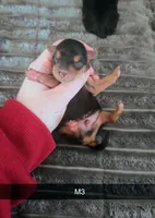 Cash, a male Yorkipoo for sale in London, KY – Photo 2 of 2