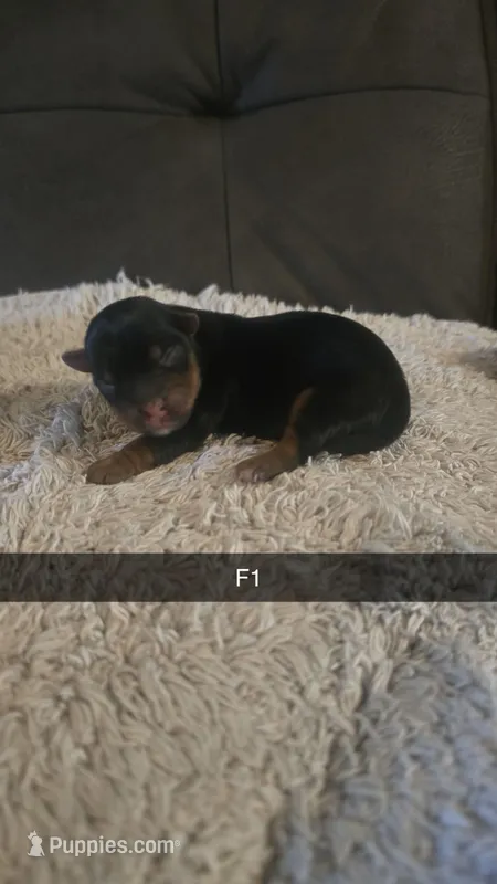 Haley, a female Yorkshire Terrier for sale in London, KY – Photo 1 of 2