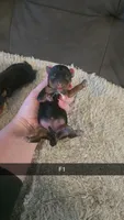 Haley, a female Yorkshire Terrier for sale in London, KY – Photo 2 of 2