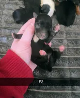 Chloe, a female Yorkipoo for sale in London, KY – Photo 4 of 4