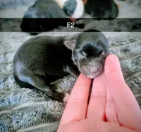 Chloe, a female Yorkipoo for sale in London, KY – Photo 3 of 4